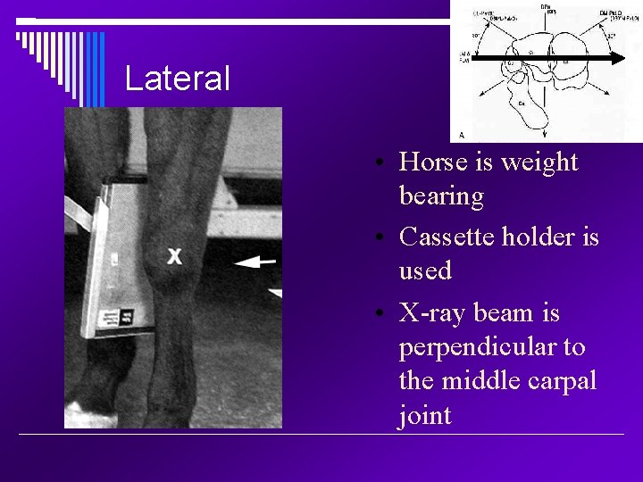 Lateral • Horse is weight bearing • Cassette holder is used • X-ray beam