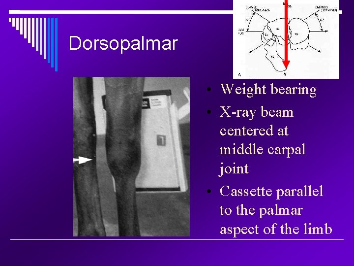 Dorsopalmar • Weight bearing • X-ray beam centered at middle carpal joint • Cassette