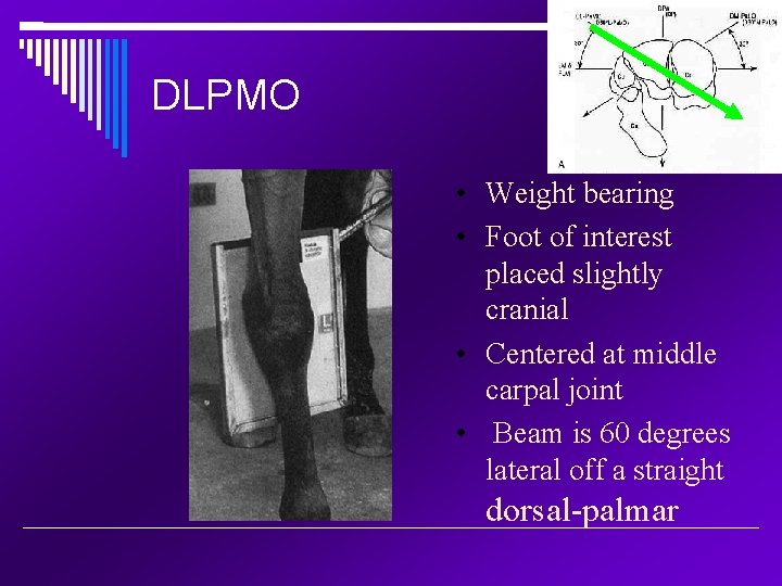 DLPMO • Weight bearing • Foot of interest placed slightly cranial • Centered at