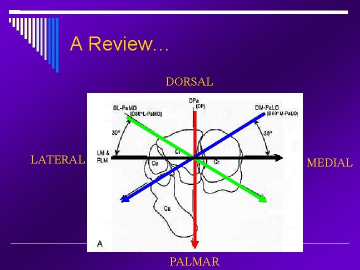 A Review… DORSAL LATERAL MEDIAL PALMAR 