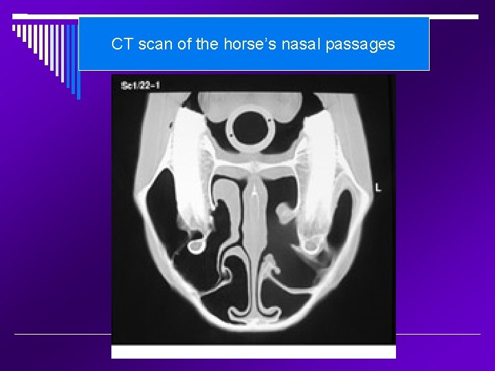 CT scan of the horse’s nasal passages 