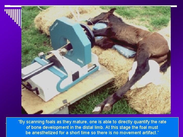 “By scanning foals as they mature, one is able to directly quantify the rate