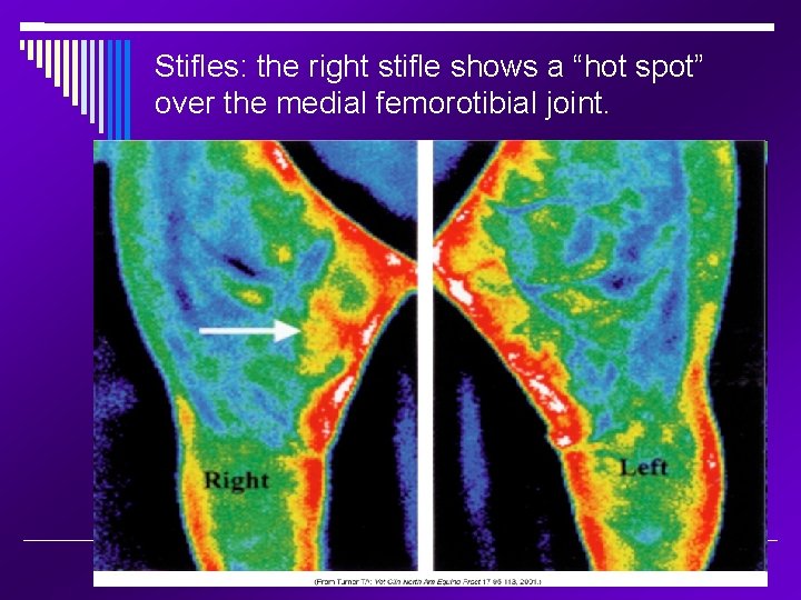 Stifles: the right stifle shows a “hot spot” over the medial femorotibial joint. 