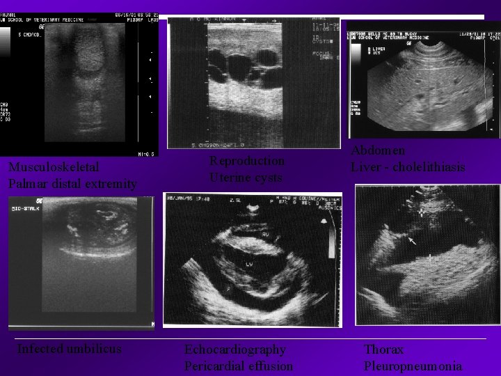 Musculoskeletal Palmar distal extremity Infected umbilicus Reproduction Uterine cysts Echocardiography Pericardial effusion Abdomen Liver