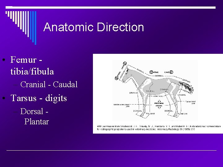 Anatomic Direction • Femur tibia/fibula – Cranial - Caudal • Tarsus - digits –