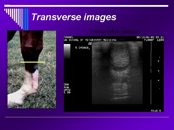 Transverse images Palmar (skin surface) Lateral Medial Dorsal 