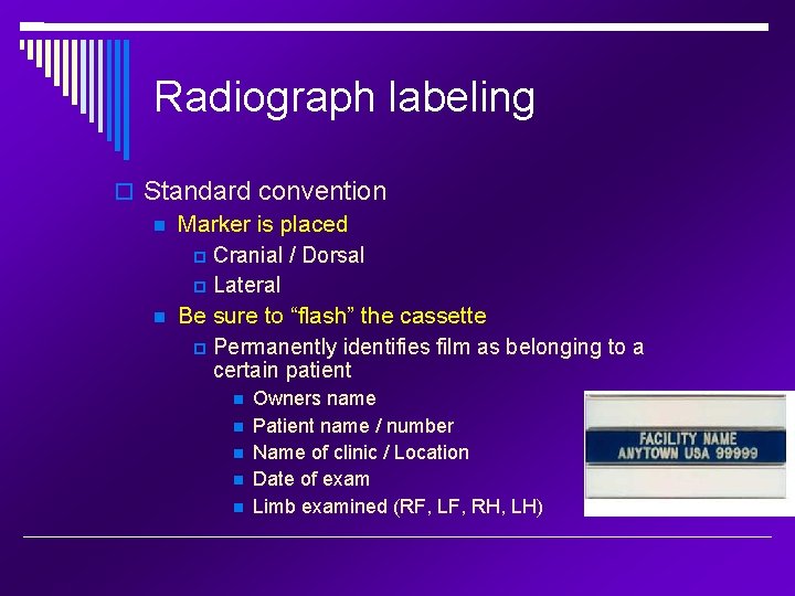 Radiograph labeling Standard convention Marker is placed Cranial / Dorsal Lateral Be sure to