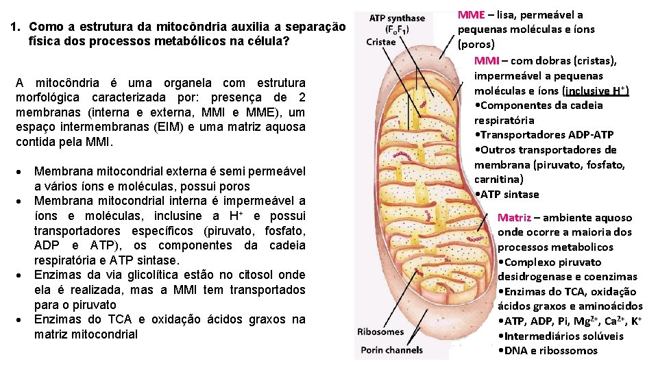 1. Como a estrutura da mitocôndria auxilia a separação física dos processos metabólicos na