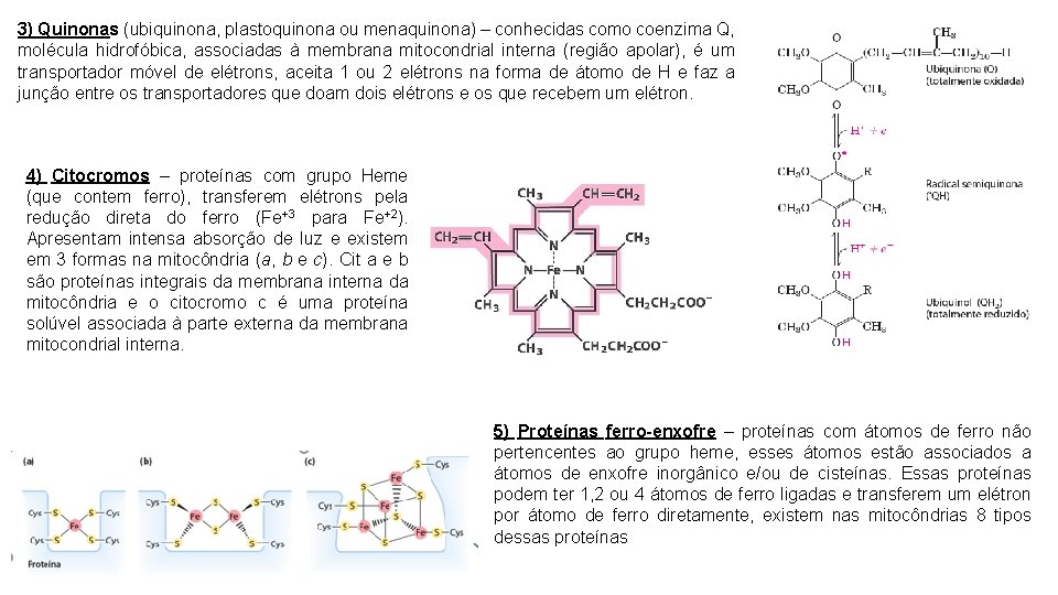 3) Quinonas (ubiquinona, plastoquinona ou menaquinona) – conhecidas como coenzima Q, molécula hidrofóbica, associadas