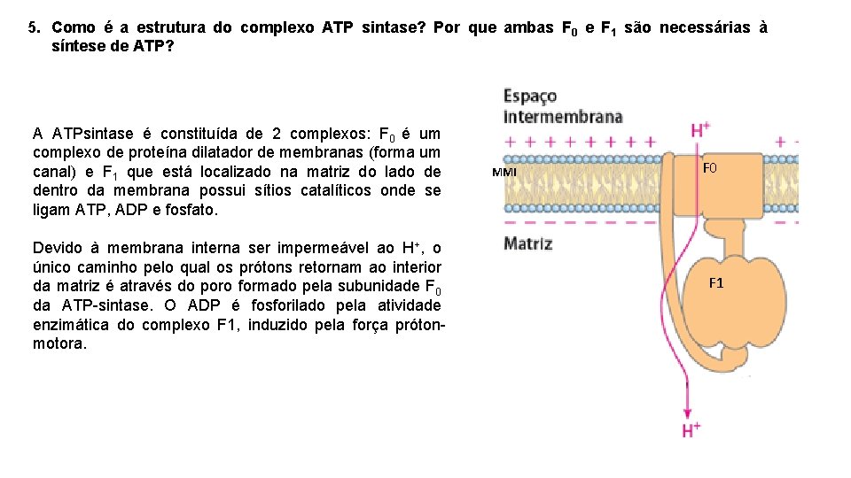 5. Como é a estrutura do complexo ATP sintase? Por que ambas F 0