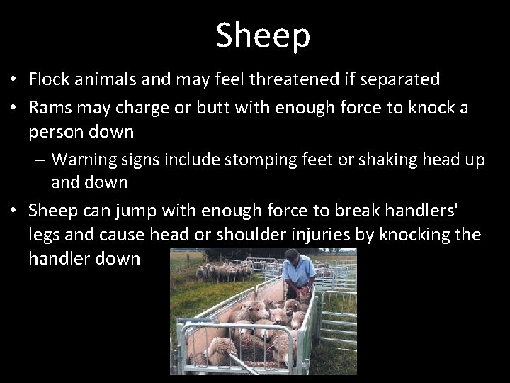 Sheep • Flock animals and may feel threatened if separated • Rams may charge