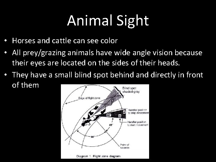 Animal Sight • Horses and cattle can see color • All prey/grazing animals have