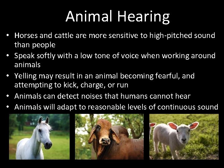 Animal Hearing • Horses and cattle are more sensitive to high-pitched sound than people