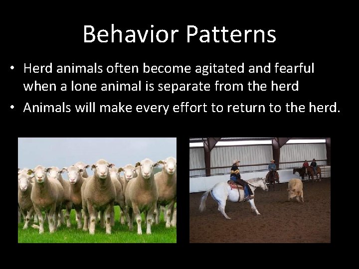 Behavior Patterns • Herd animals often become agitated and fearful when a lone animal