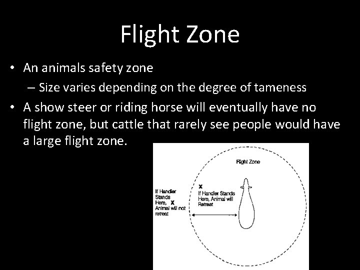 Flight Zone • An animals safety zone – Size varies depending on the degree