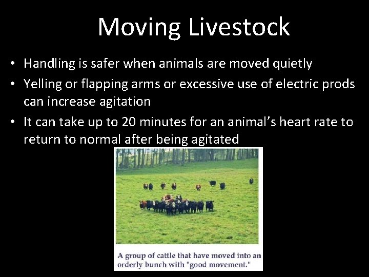 Moving Livestock • Handling is safer when animals are moved quietly • Yelling or