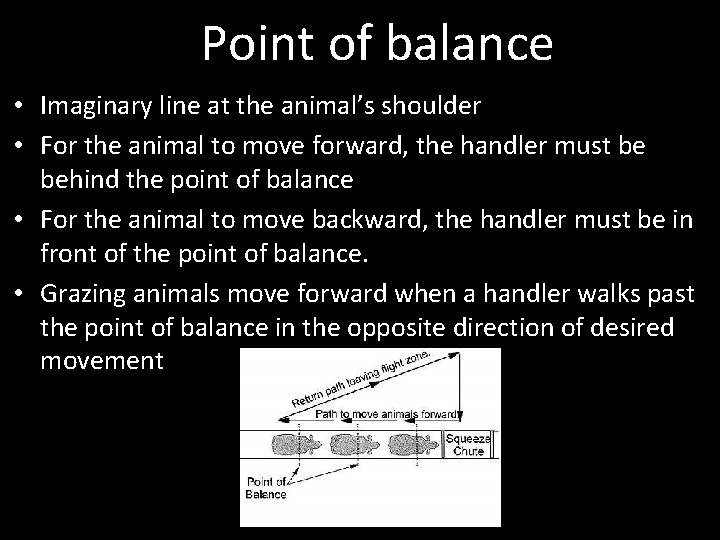 Point of balance • Imaginary line at the animal’s shoulder • For the animal