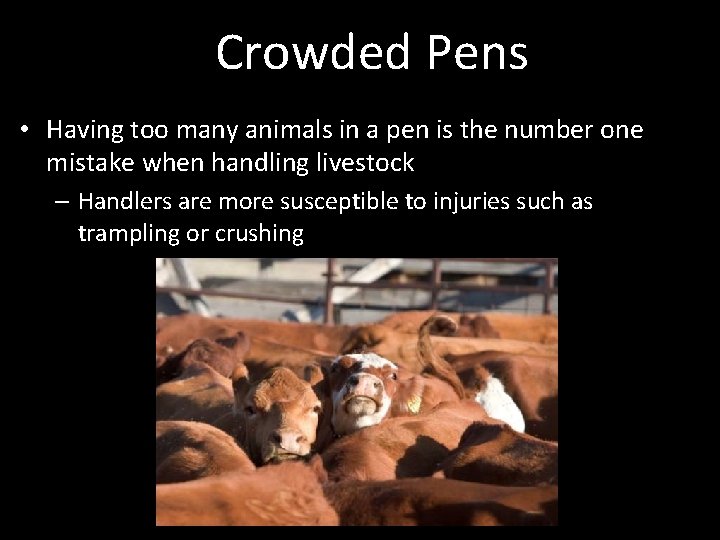 Crowded Pens • Having too many animals in a pen is the number one