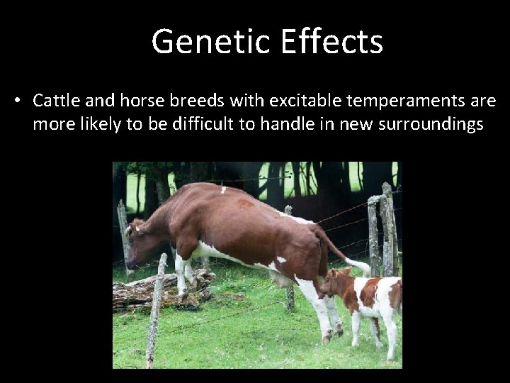 Genetic Effects • Cattle and horse breeds with excitable temperaments are more likely to
