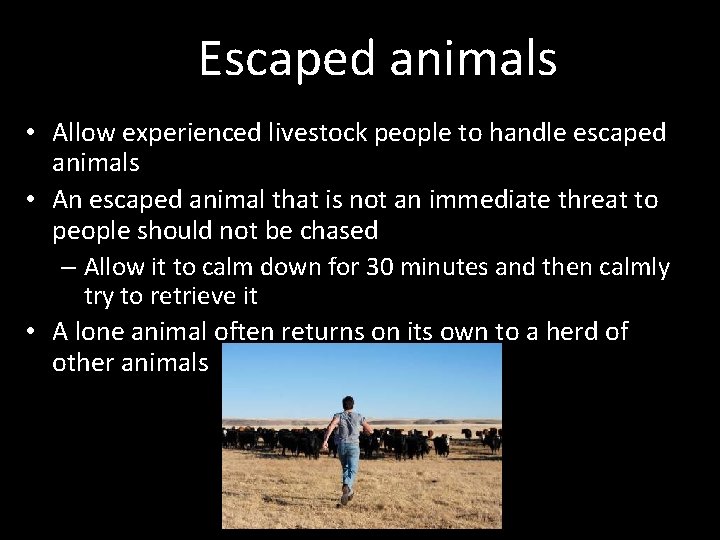 Escaped animals • Allow experienced livestock people to handle escaped animals • An escaped