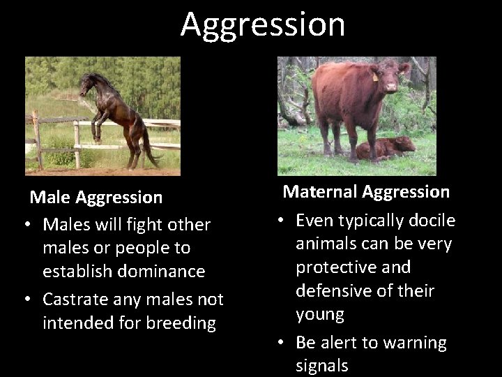 Aggression Male Aggression • Males will fight other males or people to establish dominance