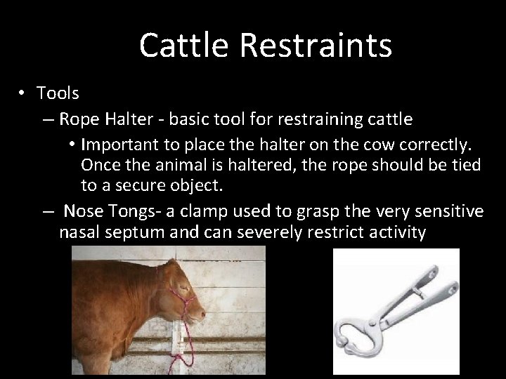 Cattle Restraints • Tools – Rope Halter - basic tool for restraining cattle •