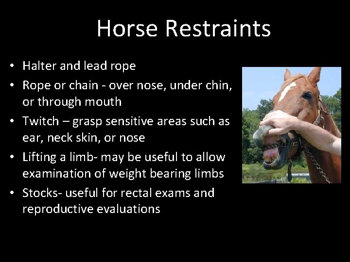 Horse Restraints • Halter and lead rope • Rope or chain - over nose,