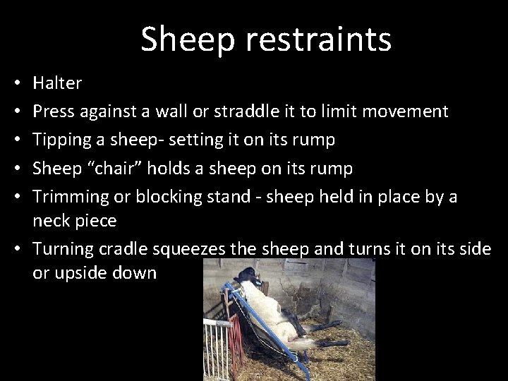 Sheep restraints Halter Press against a wall or straddle it to limit movement Tipping