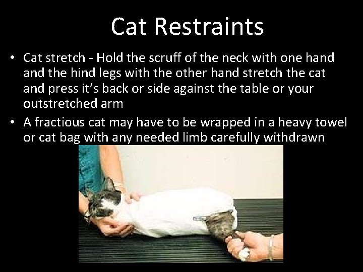 Cat Restraints • Cat stretch - Hold the scruff of the neck with one