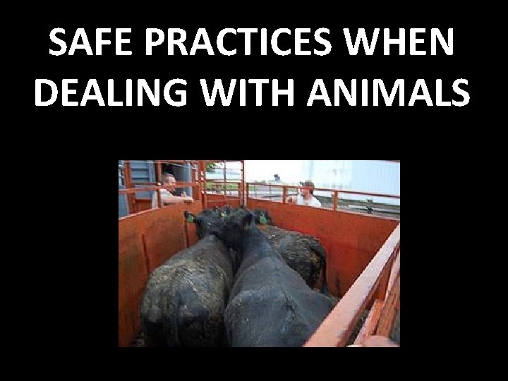 SAFE PRACTICES WHEN DEALING WITH ANIMALS 