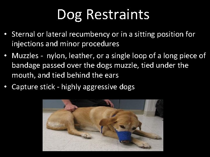 Dog Restraints • Sternal or lateral recumbency or in a sitting position for injections