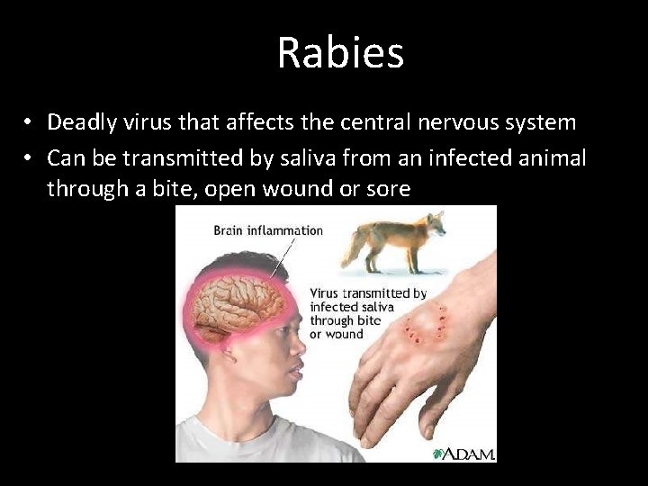 Rabies • Deadly virus that affects the central nervous system • Can be transmitted