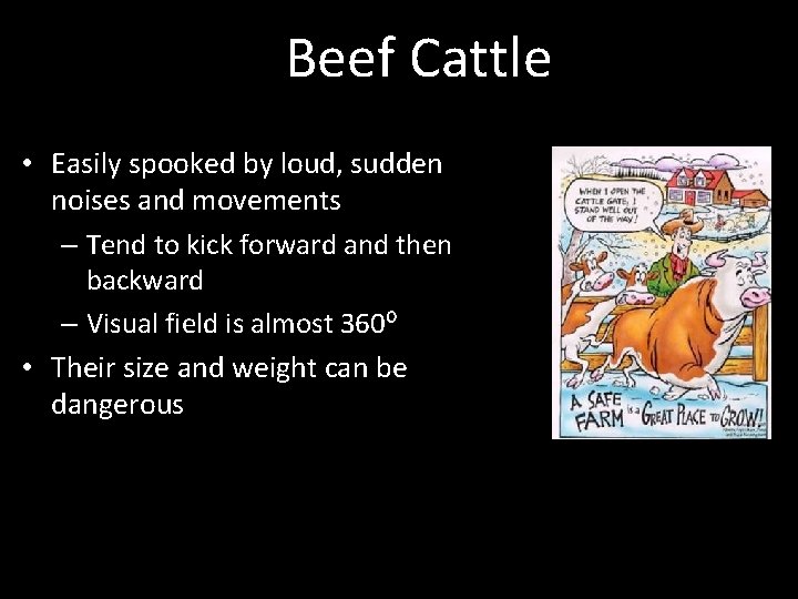 Beef Cattle • Easily spooked by loud, sudden noises and movements – Tend to