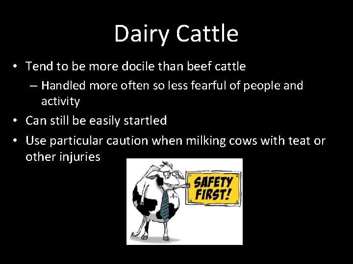 Dairy Cattle • Tend to be more docile than beef cattle – Handled more