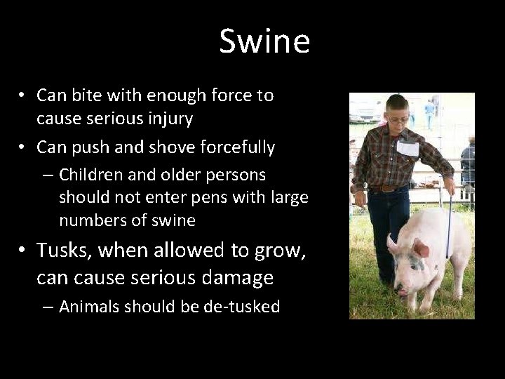 Swine • Can bite with enough force to cause serious injury • Can push