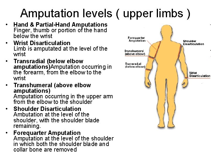 Amputation levels ( upper limbs ) • Hand & Partial-Hand Amputations Finger, thumb or