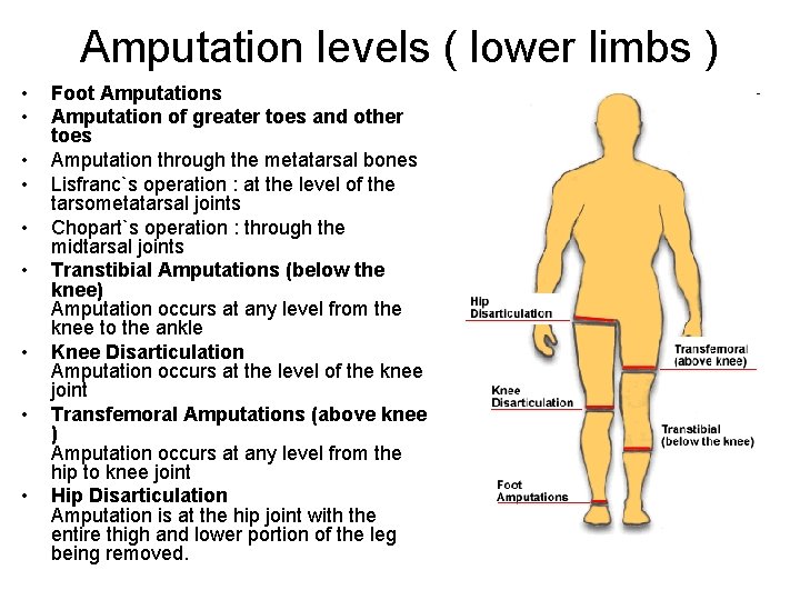 Amputation levels ( lower limbs ) • • • Foot Amputations Amputation of greater