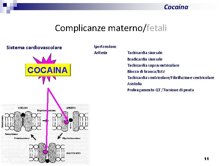 Cocaina Complicanze materno/fetali Sistema cardiovascolare AL COCAINA Ipertensione Aritmia Tachicardia sinusale Bradicardia sinusale Tachicardia
