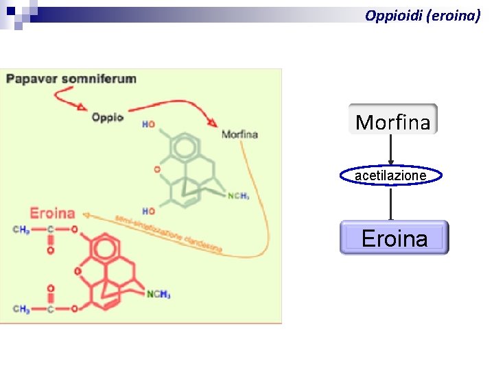 Oppioidi (eroina) morfina Morfina acetilazione eroina Eroina 