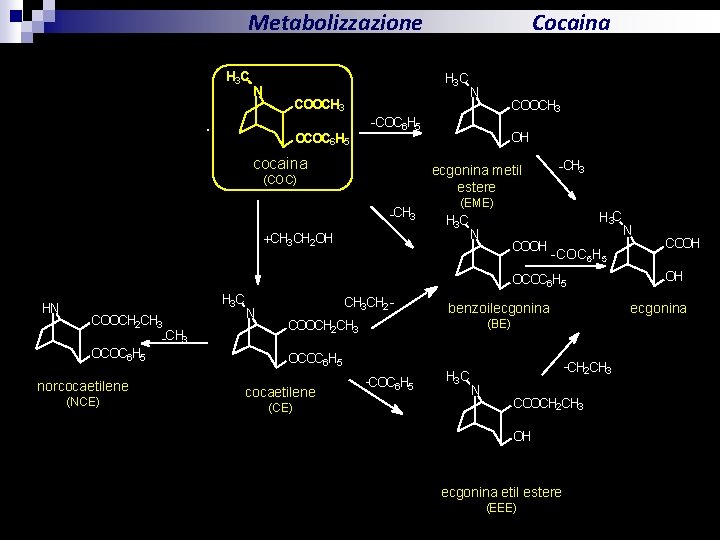 Metabolizzazione PROGESTERONE HN COOCH 3 H 3 C N COOCH 3 -CH 3 OCOC