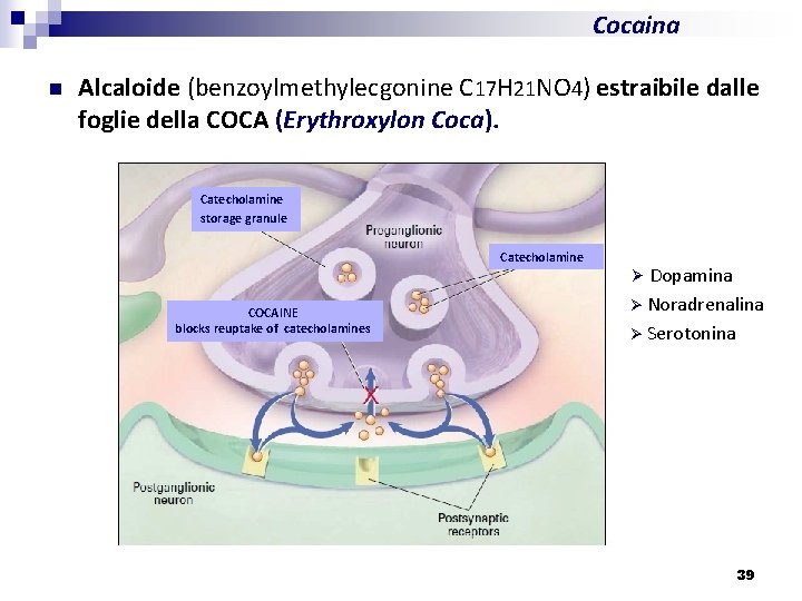 Cocaina n Alcaloide (benzoylmethylecgonine C 17 H 21 NO 4) estraibile dalle foglie della
