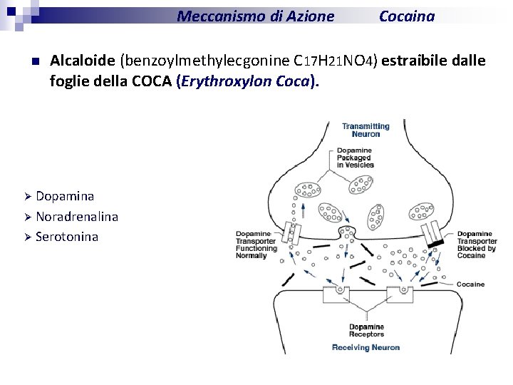 Meccanismo di Azione n Cocaina Alcaloide (benzoylmethylecgonine C 17 H 21 NO 4) estraibile