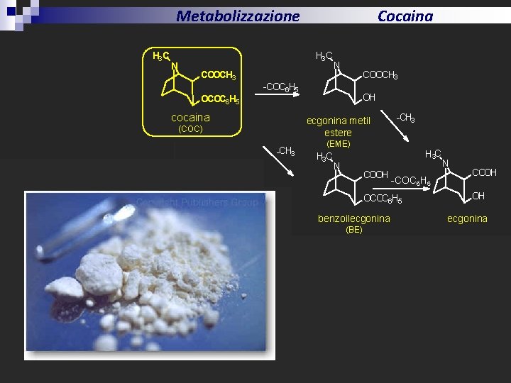 Metabolizzazione H 3 C N Cocaina H 3 C COOCH 3 OCOC 6 H
