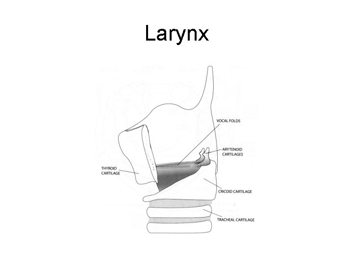 Larynx 