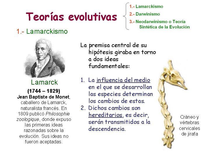 Teorías evolutivas 1. - Lamarckismo La premisa central de su hipótesis giraba en torno