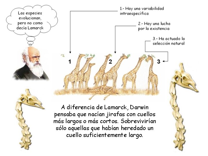 A diferencia de Lamarck, Darwin pensaba que nacían jirafas con cuellos más largos o