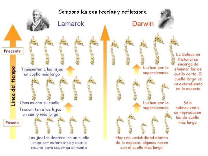 Compara las dos teorías y reflexiona 