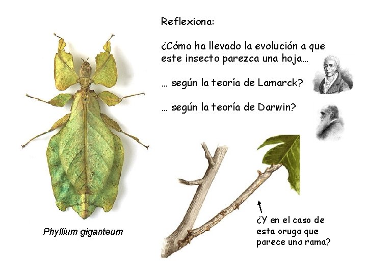 Reflexiona: ¿Cómo ha llevado la evolución a que este insecto parezca una hoja… …