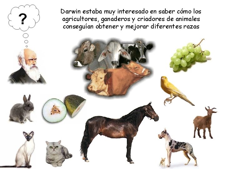 Darwin estaba muy interesado en saber cómo los agricultores, ganaderos y criadores de animales