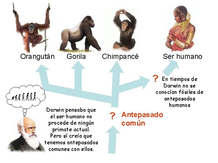 Orangután Gorila Chimpancé Ser humano ? Darwin pensaba que el ser humano no procede